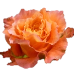 Free Spirit Roses de jardin Equateur Ethiflora